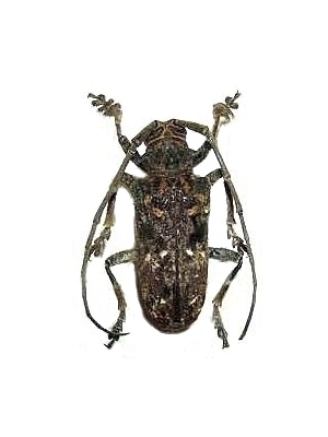 Phrynetopsis trituberculata 