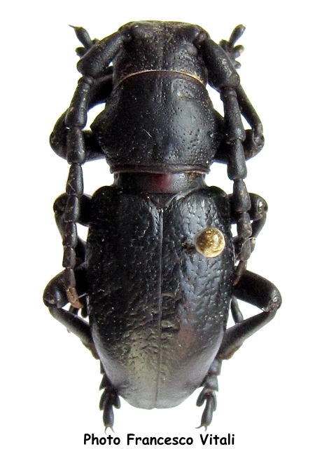 Herophila fairmairei 