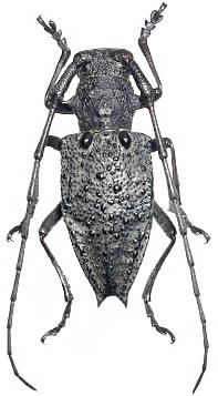 Mesechthistatus binodosus insularis