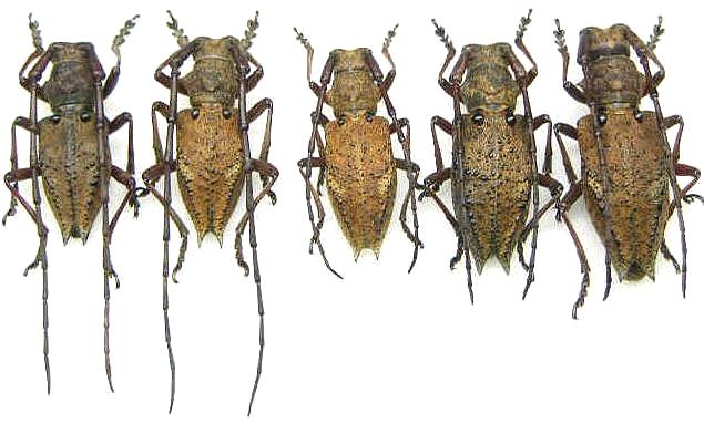 Mesechthistatus binodosus binodosus