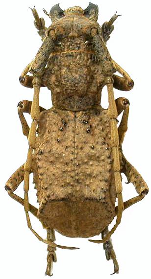 Morimospasma paradoxum