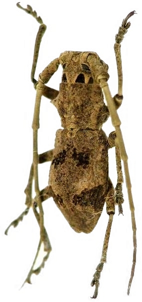 Morimus inaequalis
