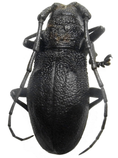 Morimus asper verecundus 