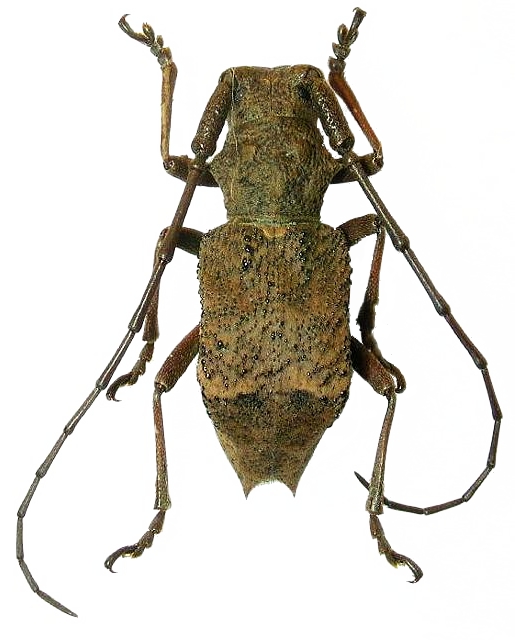 Parechthistatus gibber