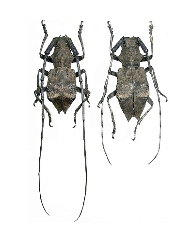 Parechthistatus gibber