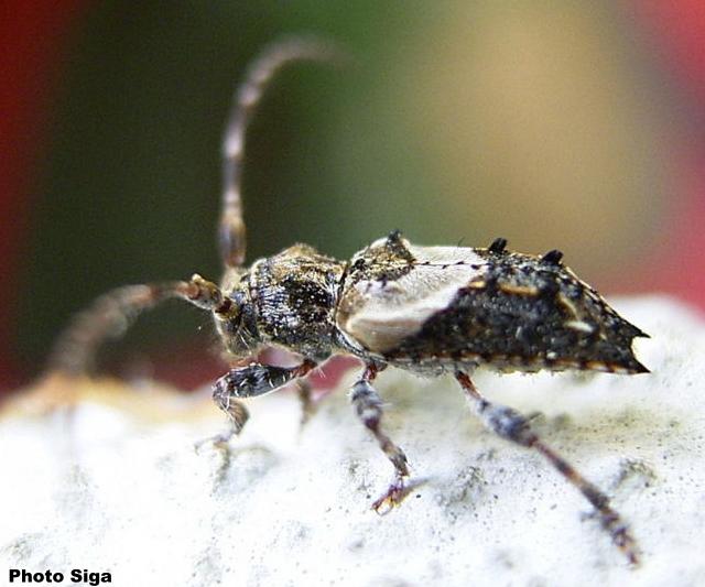 Pogonocherus hispidus