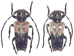 Pogonocherus dimidiatus