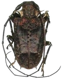 Polyrhaphis spinipennis