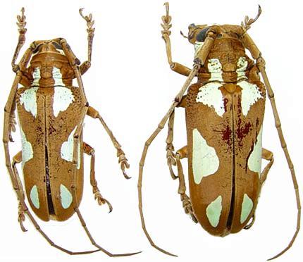 Prosopocera (Prosopocera) lactator poggei