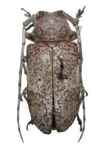 Prosopocera (Prosopocera) antennata 