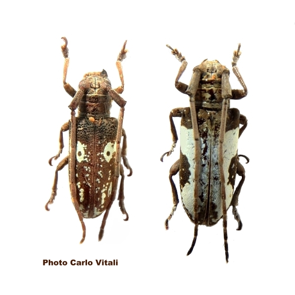 Prosopocera (Dalterus) blairiella ethiopica 