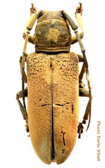 Prosopocera (Ochropyga) ceciliae