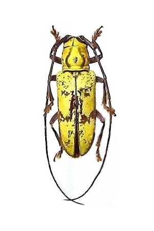 Prosopocera (Alphitopola) flava