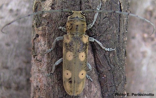 Prosopocera (Alphitopola) flavescens endroedyi 
