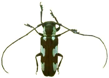 Prosopocera (Alphitopola) gahani