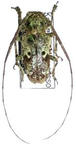 Prosopocera (Prosopocera) insignis