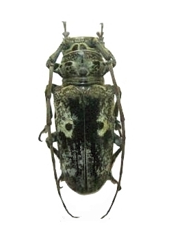 Prosopocera (Prosopocera) insignis