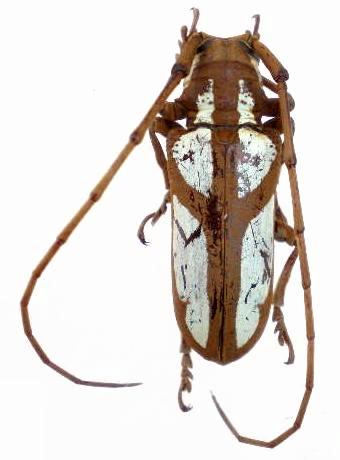 Prosopocera (Prosopocera) lactator meridionalis