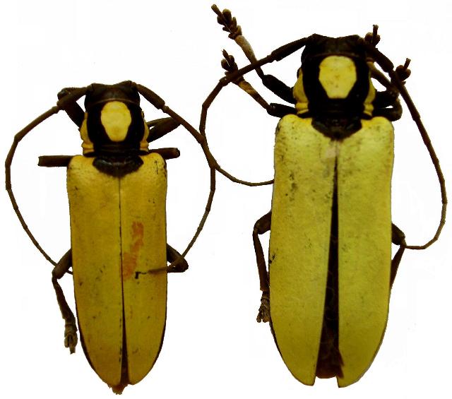 Prosopocera (Ochropyga) lucia