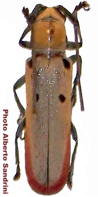 Prosopocera (Alphitopola) octomaculata