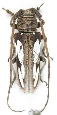 Prosopocera (Dalterus) peeli