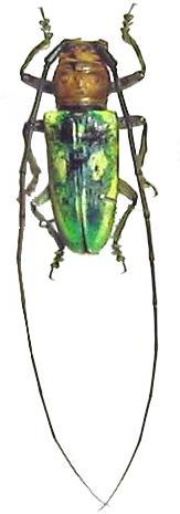 Prosopocera (Hierogyna) peregrina