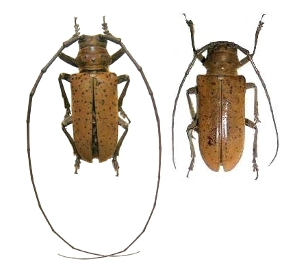 Prosopocera (Parapocera) rothschildi