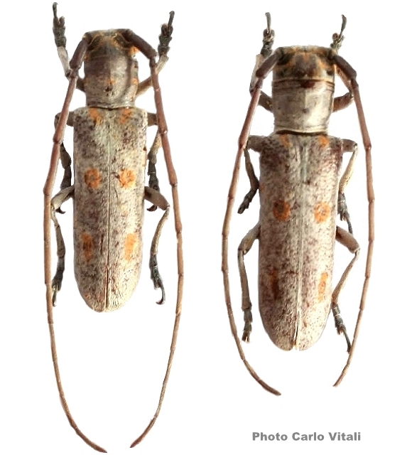 Prosopocera (Alphitopola) tenuis