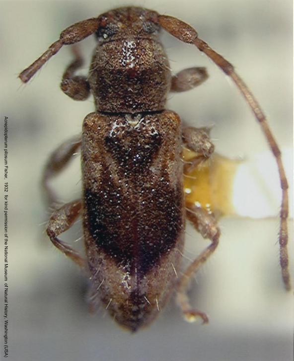 Acrepidopterum pilosum