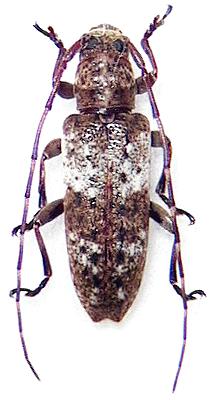 Sybra (s. str.) basialbofasciata