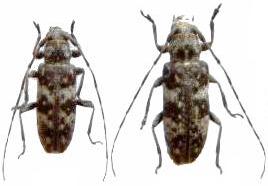 Sybra (s. str.) flavomaculata