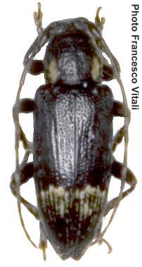 Sybra (s. str.) maculithorax