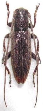 Sybra (s. str.) pascoei