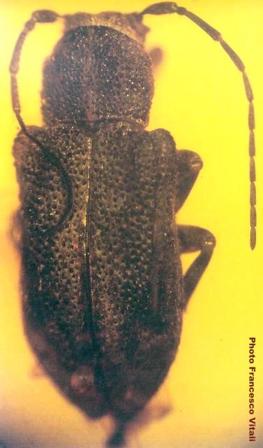 Pterolophosoma otiliae