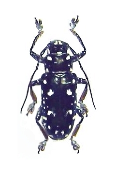 Faustabryna metallica