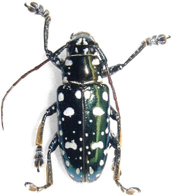 Faustabryna metallica