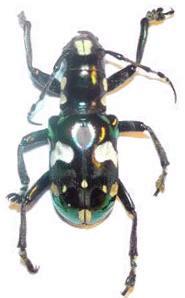 Mimacronia alboplagiata