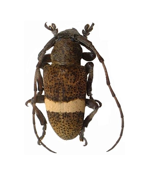 Alidopsis latefasciatus