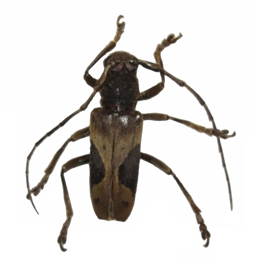 Baraeus subvittatus