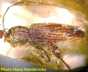 Batrachorhina (Coedomea) nervulata