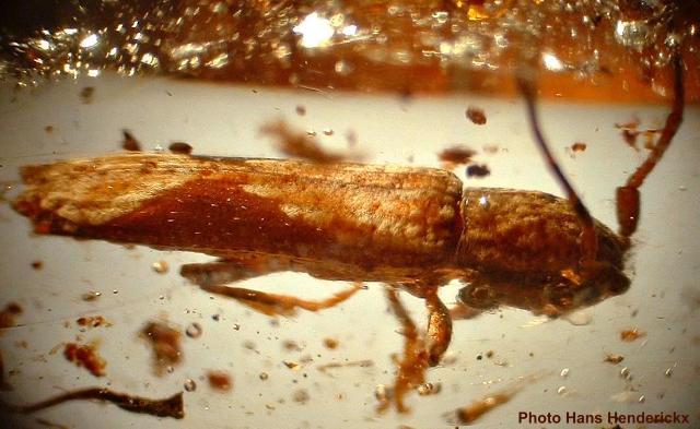 Batrachorhina (Coedomea) lateritia