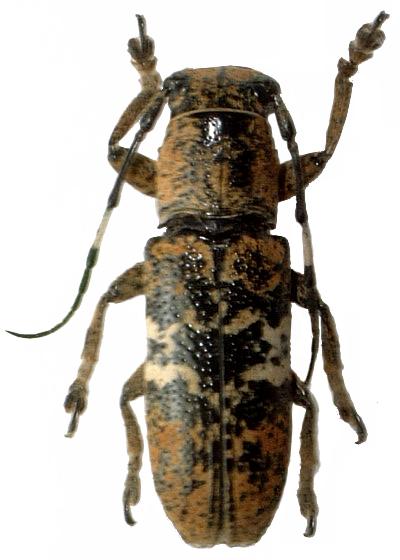 Callimetopus irroratus