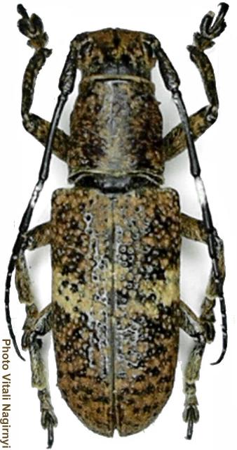 Callimetopus longicollis