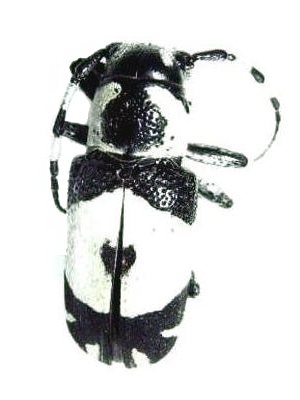 Callimetopus degeneratus