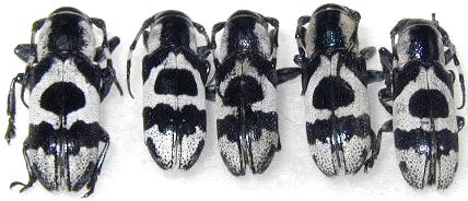 Callimetopus illecebrosus