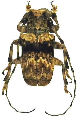 Daxata (Taxada) sumatrensis