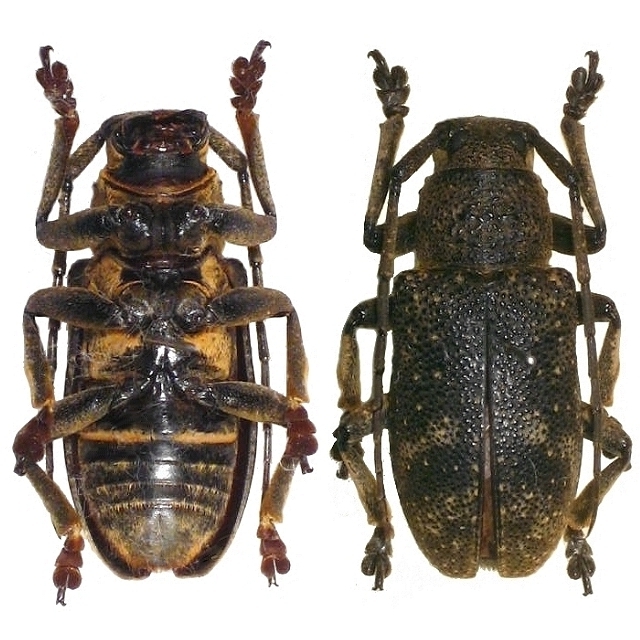Eczemotes guttulata 