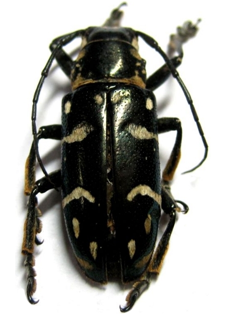 Faustabryna mindanaoensis