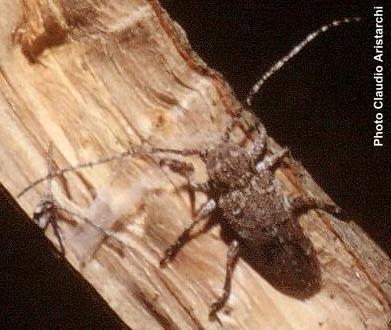Niphona picticornis Niphona picticornis