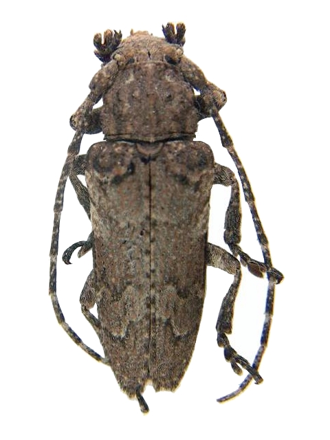 Niphona picticornis